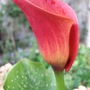 Zantedeschia__captain_safari_