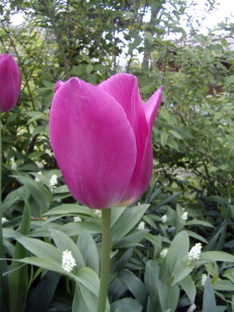 Late blooming pink tulip (Tulipa)