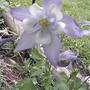 Colombine 'Origami Blue & White' (Aquilegia hybrida 'Origami Blue & White')