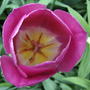 2008-05-23_inner_pink_tulip