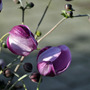 Early morning in September (Anemone x hybrida (Japanese anemone))