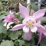 Aquilegia hybrida 'Origami Rose & White' (Aquilegia hybrida 'Origami Rose & White')