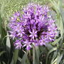 2008-05-23_allium