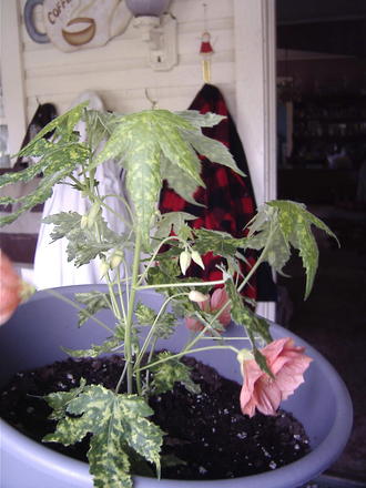 My flowering maple (Abutilon hybridum)