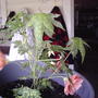 My flowering maple (Abutilon hybridum)