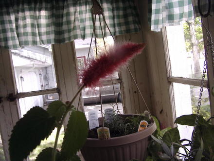 Chenille plant (Acalypha hispida)