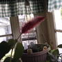 Chenille plant (Acalypha hispida)