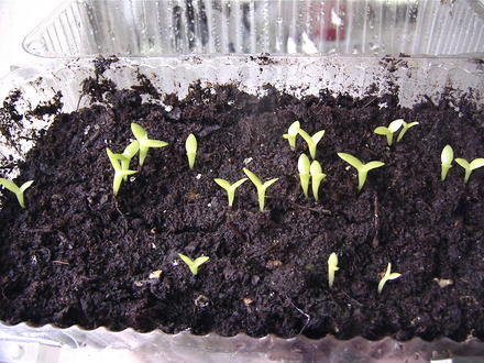 Teeny tiny dragonfruit (Hylocereus undatus)