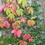 057.jpg Virginia Creeper