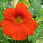 love the orange