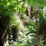 Garden__august_2005_098