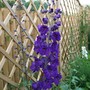 Delphiniums__black_knight_