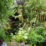 Garden_july_2007_005