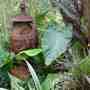 Calocasia_and_rusty_urn