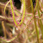 drosera_capensis_-Albino-.jpg