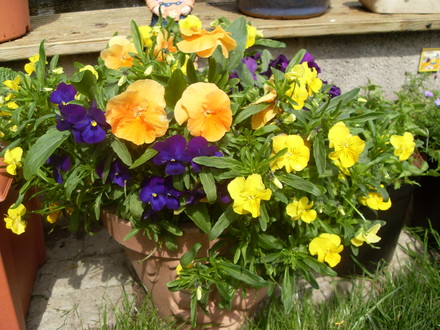 spilling over with flowers