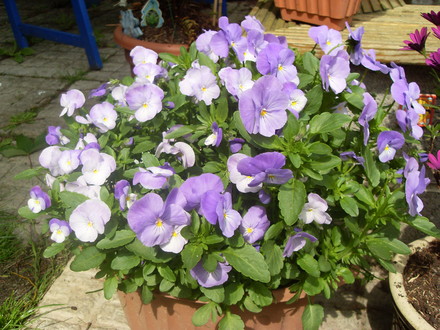 another full flowering pot