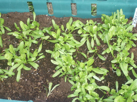 spinach 