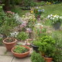 Kitchen_patio___flower_bed