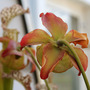 Sarracenia__juthatip_soper__flower