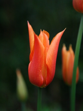 Tulip orange