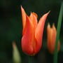 Tulip__orange_