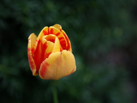 Tulip orange and yellow
