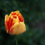 Tulip__orange_and_yellow_