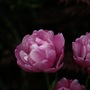 Tulip__pink_