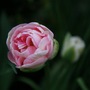 Tulip__angelique_