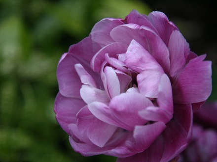 Tulip__mauve_.jpg