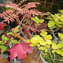 Bonsai Autumnal colour