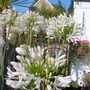 Dscf3081