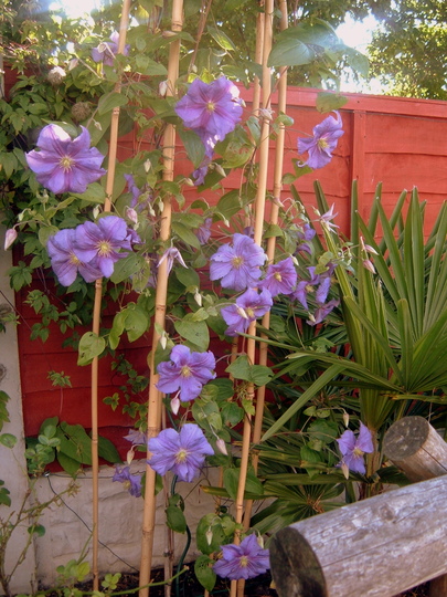 Clematis