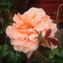 Dscf2990