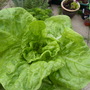 lettuce