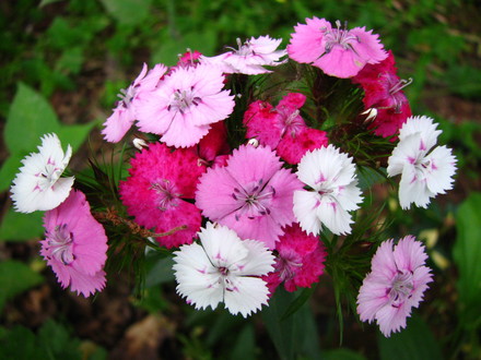 multi-colored sweet williams