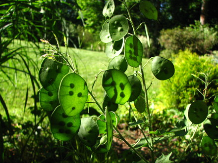 money plant