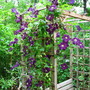 Clematis viticella 'etoile violette'