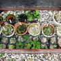 Cold frame in action.