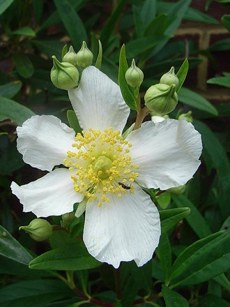Carpenteria californica - close-up (Carpenteria californica)