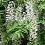 Wisteria floribunda 'Alba' (Wisteria floribunda)