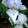 Plant Portraits - Perennials