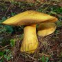 Tormentose Suillus