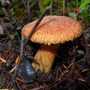A hairy looking 'shroom