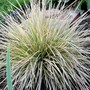 Grass Deschampsia caespitosa NORTHERN LIGHTS. (Variegated Tufted Hair Grass) (Deschampsia cespitosa (Tussock grass))