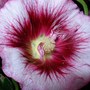 Hollyhock 'Creme de Cassis' (Alcea biennis)