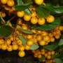 072.jpg Pyracantha Soleil D'or