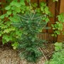 Abies_koreana