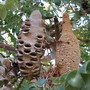 Banksia grandis (Banksia grandis)